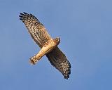 Hawk In Flight_52413